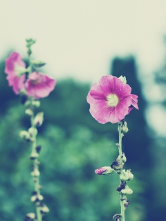 Vintage Pink Flowers screenshot #1 240x320