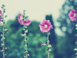 Screenshot №1 pro téma Vintage Pink Flowers 320x240