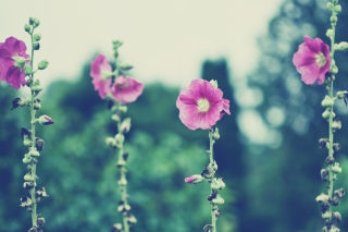 Vintage Pink Flowers - Obrázkek zdarma pro 220x176
