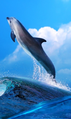 Dolphin screenshot #1 240x400