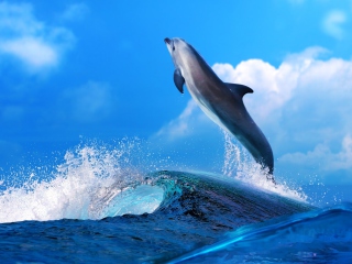 Dolphin wallpaper 320x240