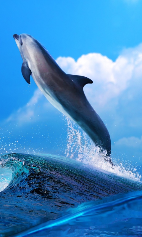 Das Dolphin Wallpaper 480x800