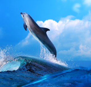 Kostenloses Dolphin Wallpaper für iPad Air