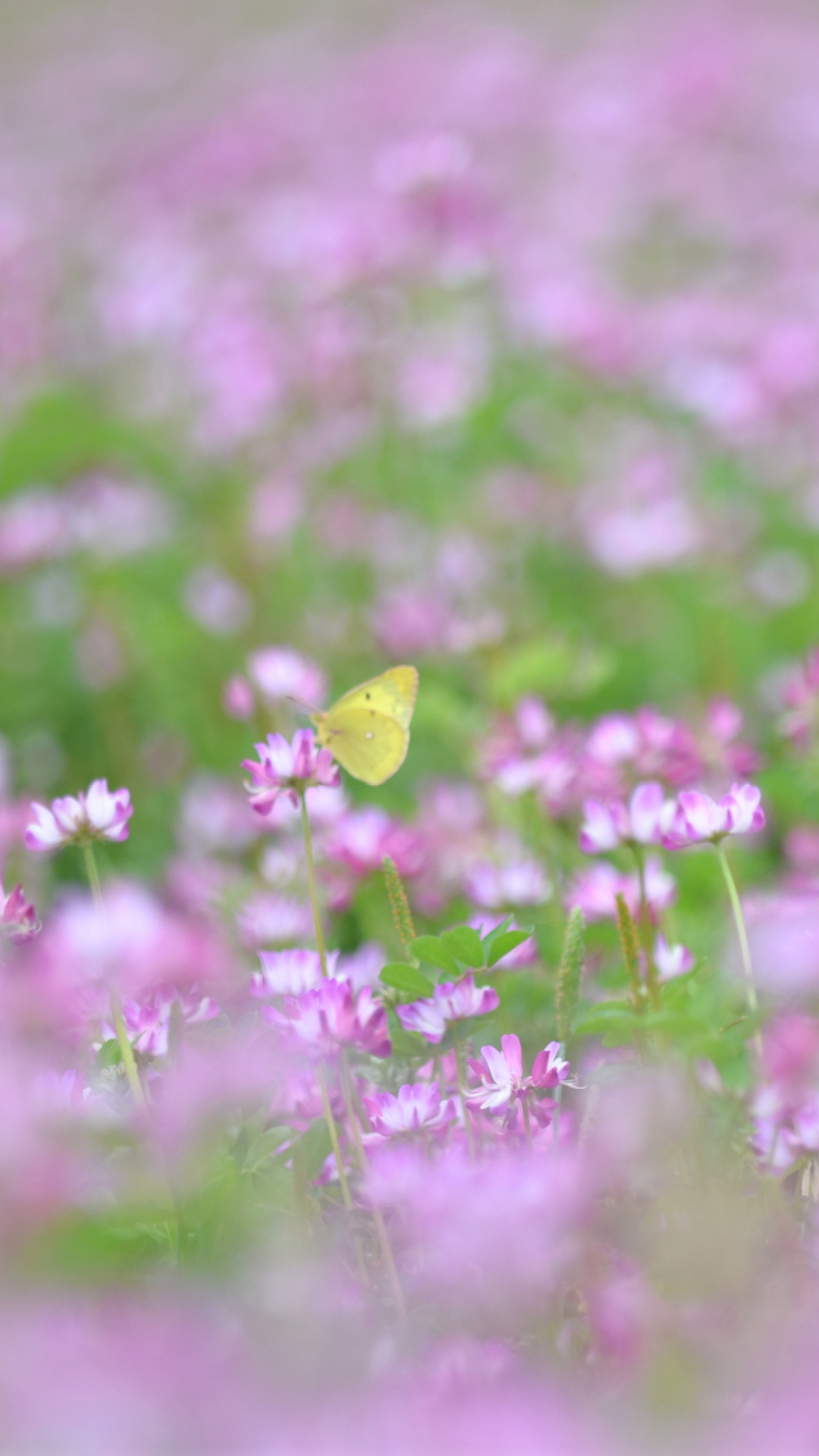 Screenshot №1 pro téma Yellow Butterfly On Meadow 1080x1920