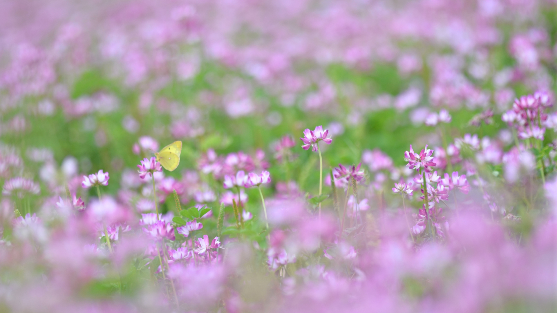 Fondo de pantalla Yellow Butterfly On Meadow 1920x1080