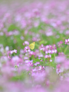 Screenshot №1 pro téma Yellow Butterfly On Meadow 240x320