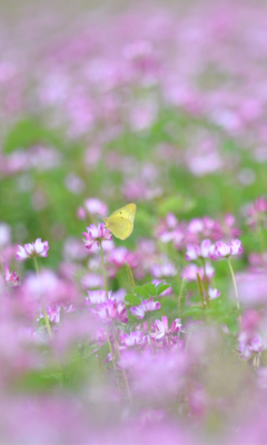 Screenshot №1 pro téma Yellow Butterfly On Meadow 240x400