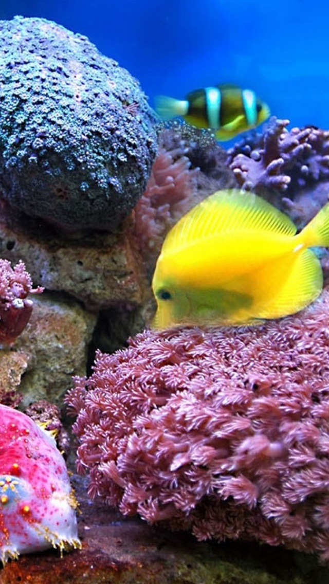 Colorful marine fishes in aquarium wallpaper 640x1136