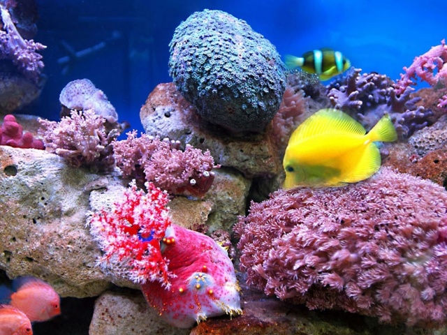 Colorful marine fishes in aquarium wallpaper 640x480