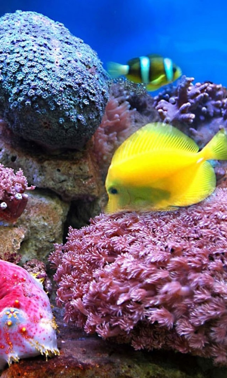 Colorful marine fishes in aquarium wallpaper 768x1280