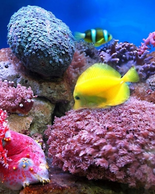 Colorful marine fishes in aquarium papel de parede para celular para Nokia Lumia 2520