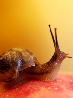 Macro Snail screenshot #1 240x320