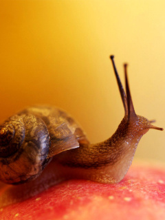 Sfondi Macro Snail 240x320