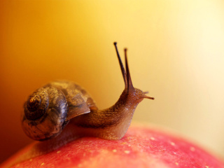 Screenshot №1 pro téma Macro Snail 320x240