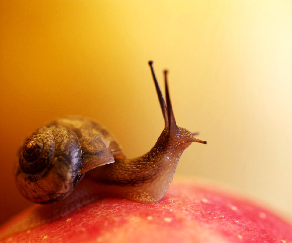 Screenshot №1 pro téma Macro Snail 960x800