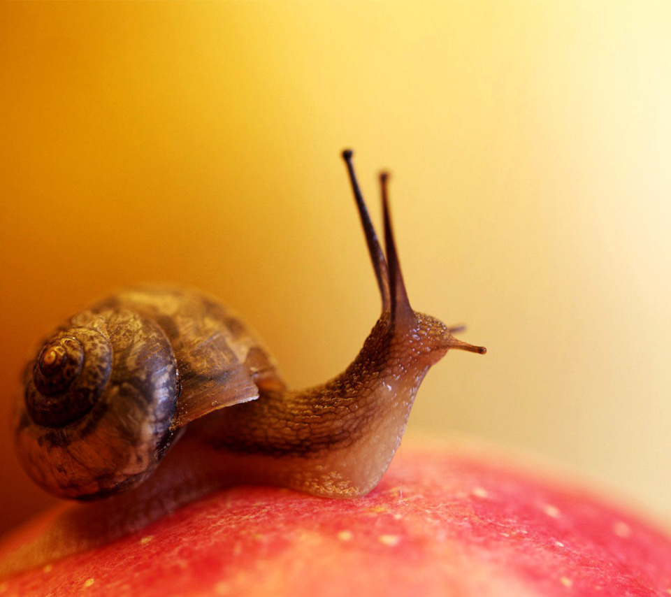 Macro Snail wallpaper 960x854