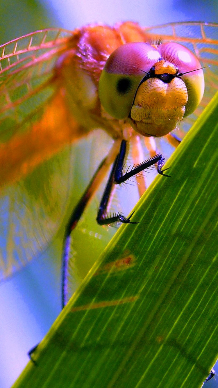 Fondo de pantalla Dragonfly 750x1334