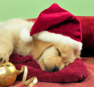 Christmas Dog Picture for 1024x1024