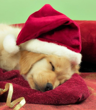 Christmas Dog - Obrázkek zdarma pro 640x1136