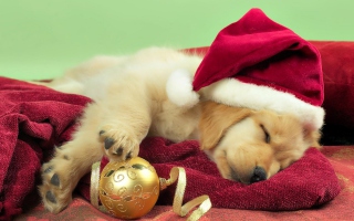 Christmas Dog sfondi gratuiti per cellulari Android, iPhone, iPad e desktop