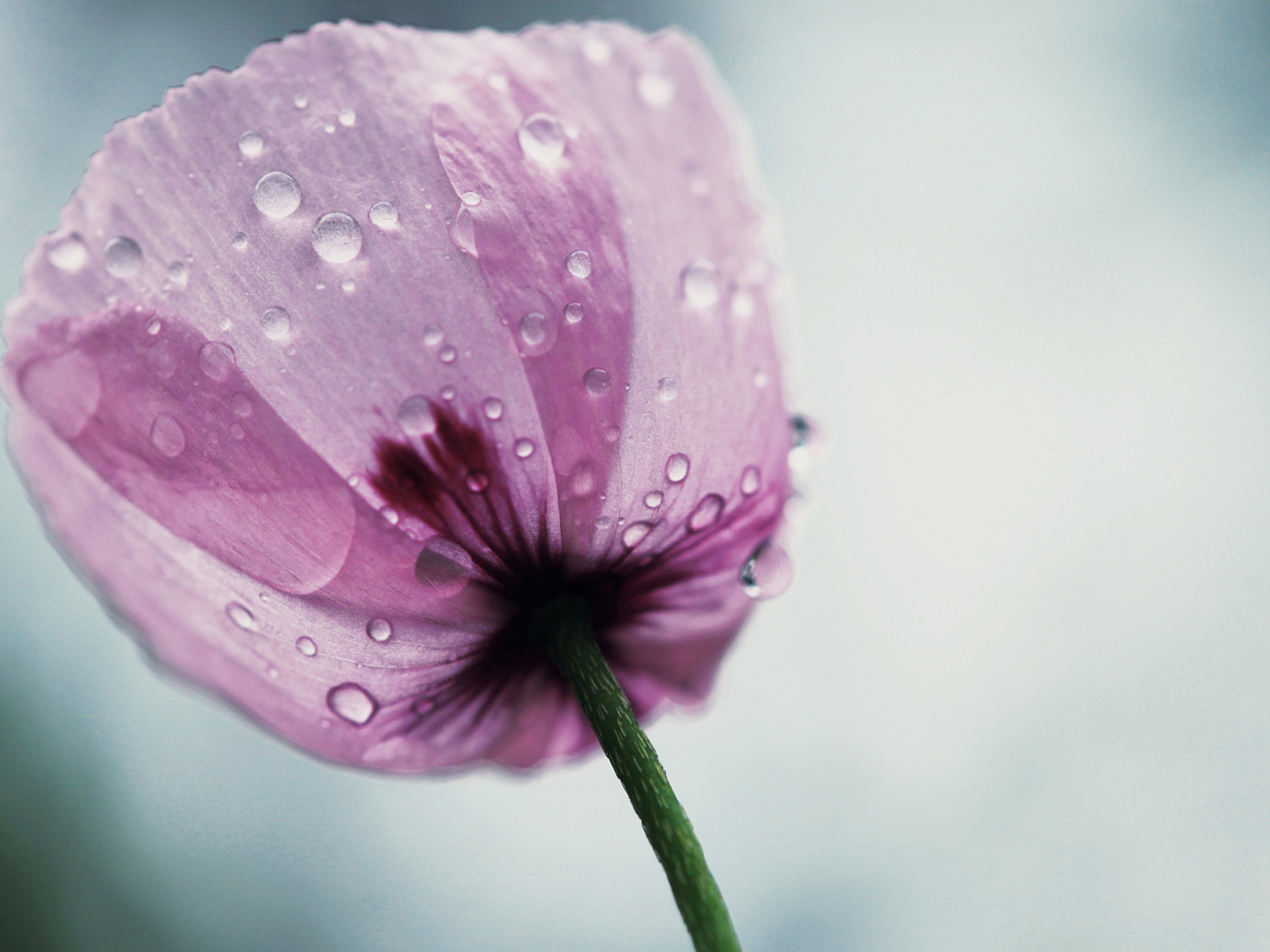 Обои Dew Drops On Flower Petals 1400x1050