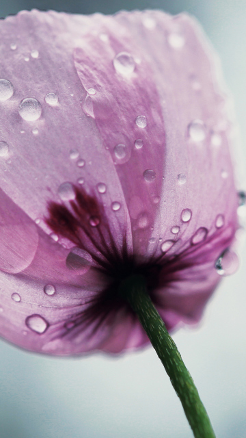 Sfondi Dew Drops On Flower Petals 360x640