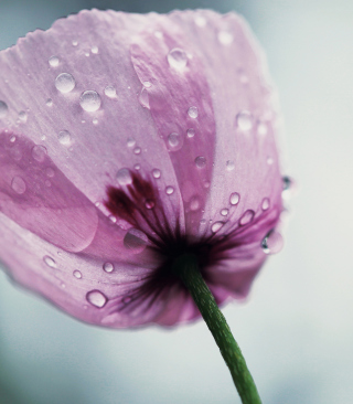 Dew Drops On Flower Petals - Obrázkek zdarma pro 320x480
