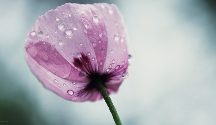 Screenshot №1 pro téma Dew Drops On Flower Petals