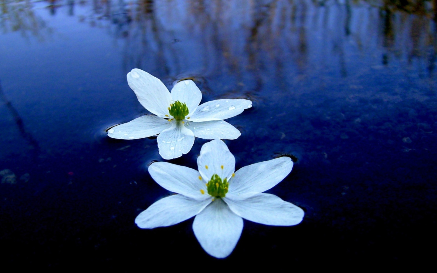 Sfondi Water Lilies 1440x900