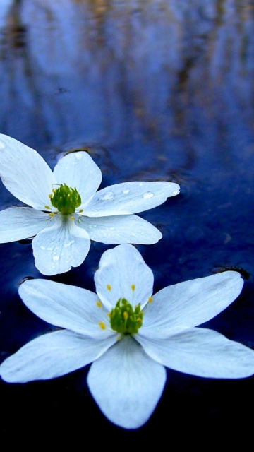 Fondo de pantalla Water Lilies 360x640