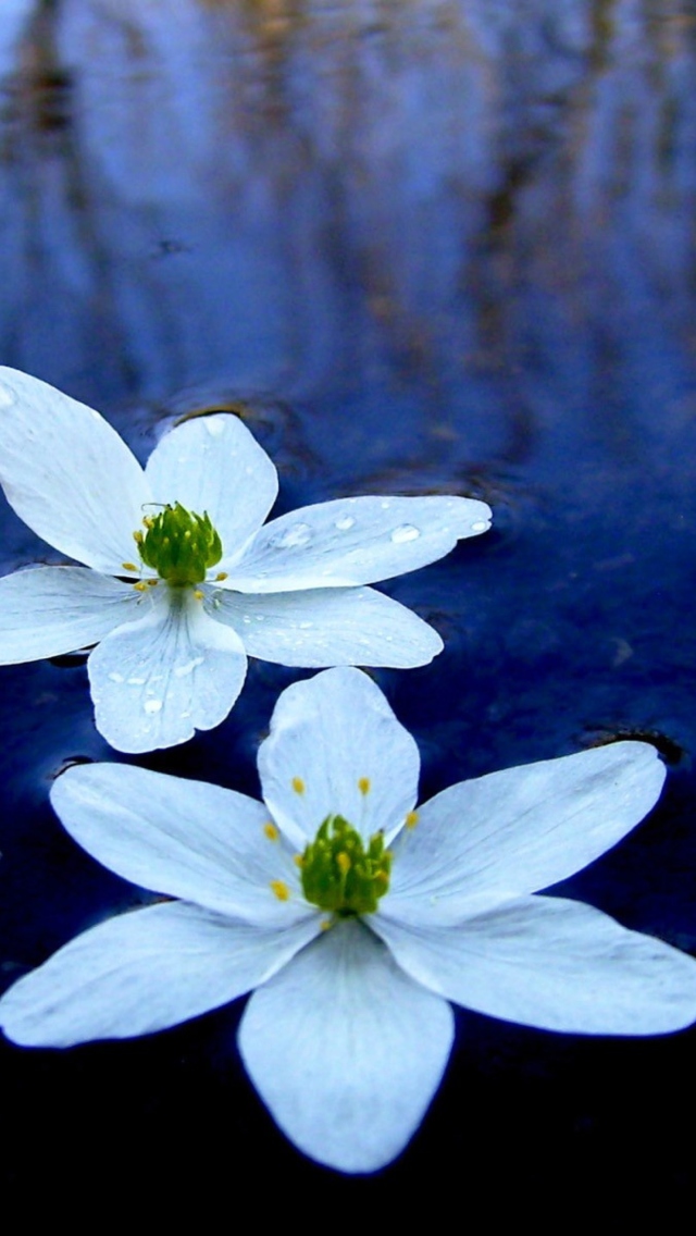Sfondi Water Lilies 640x1136