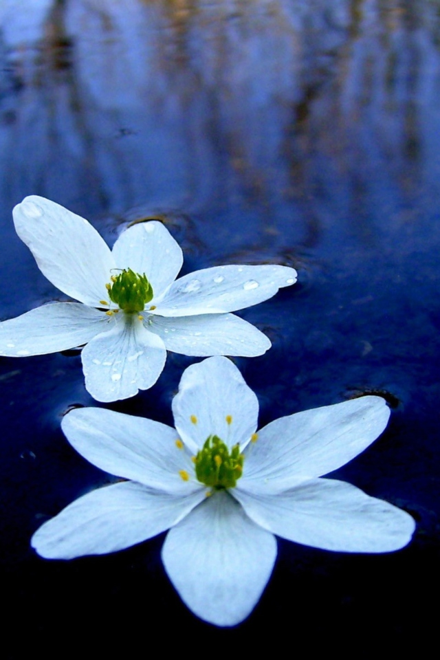 Water Lilies screenshot #1 640x960