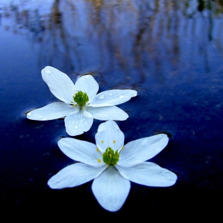 Water Lilies - Obrázkek zdarma pro iPad Air