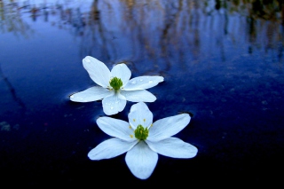 Water Lilies Background for Android, iPhone and iPad
