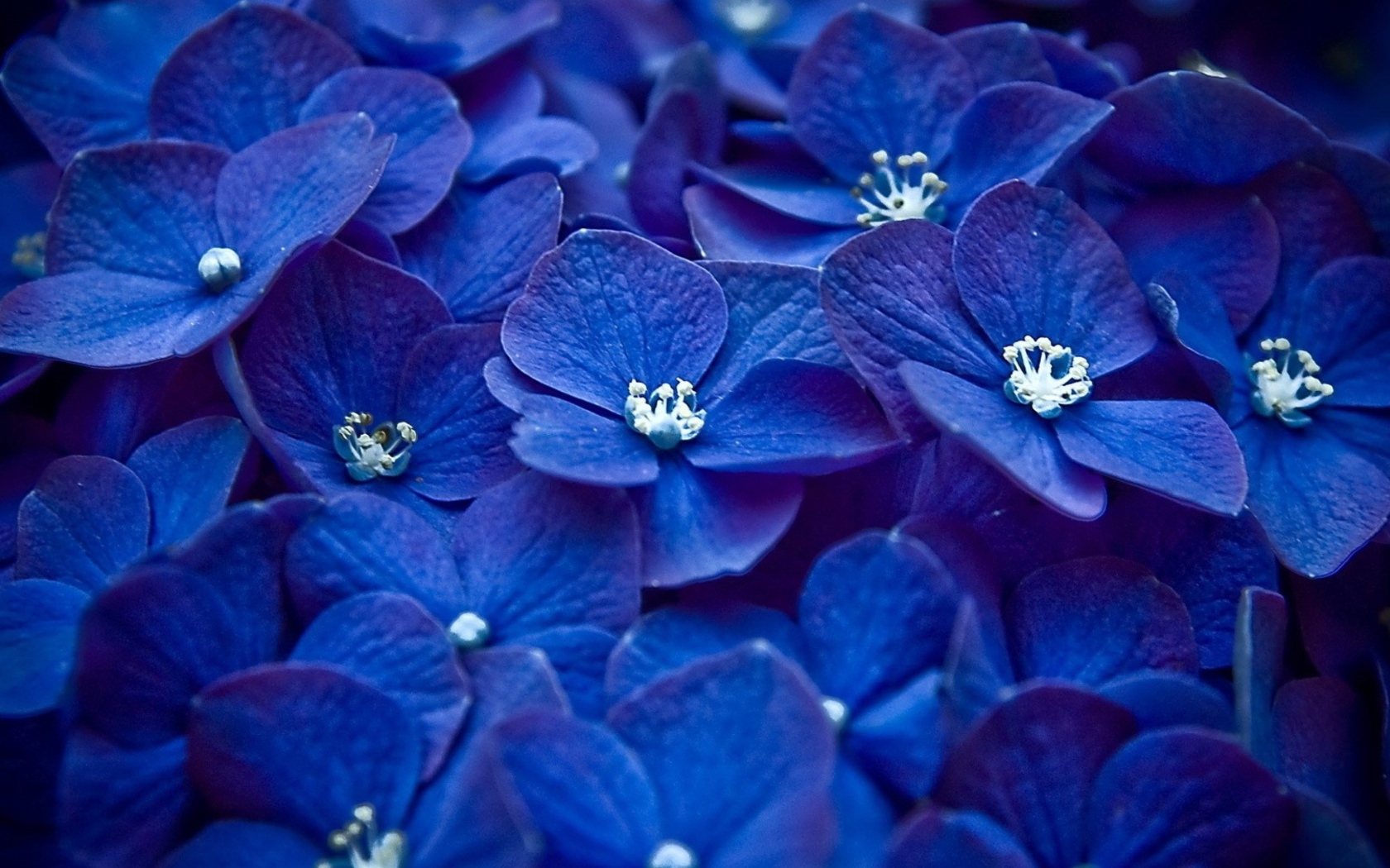 Обои Blue Flowers 1680x1050