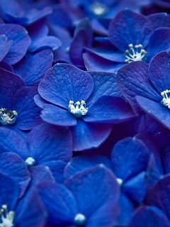 Das Blue Flowers Wallpaper 240x320