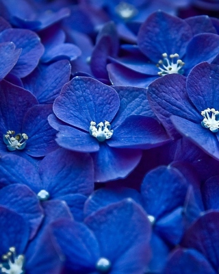 Blue Flowers sfondi gratuiti per Nokia Asha 306