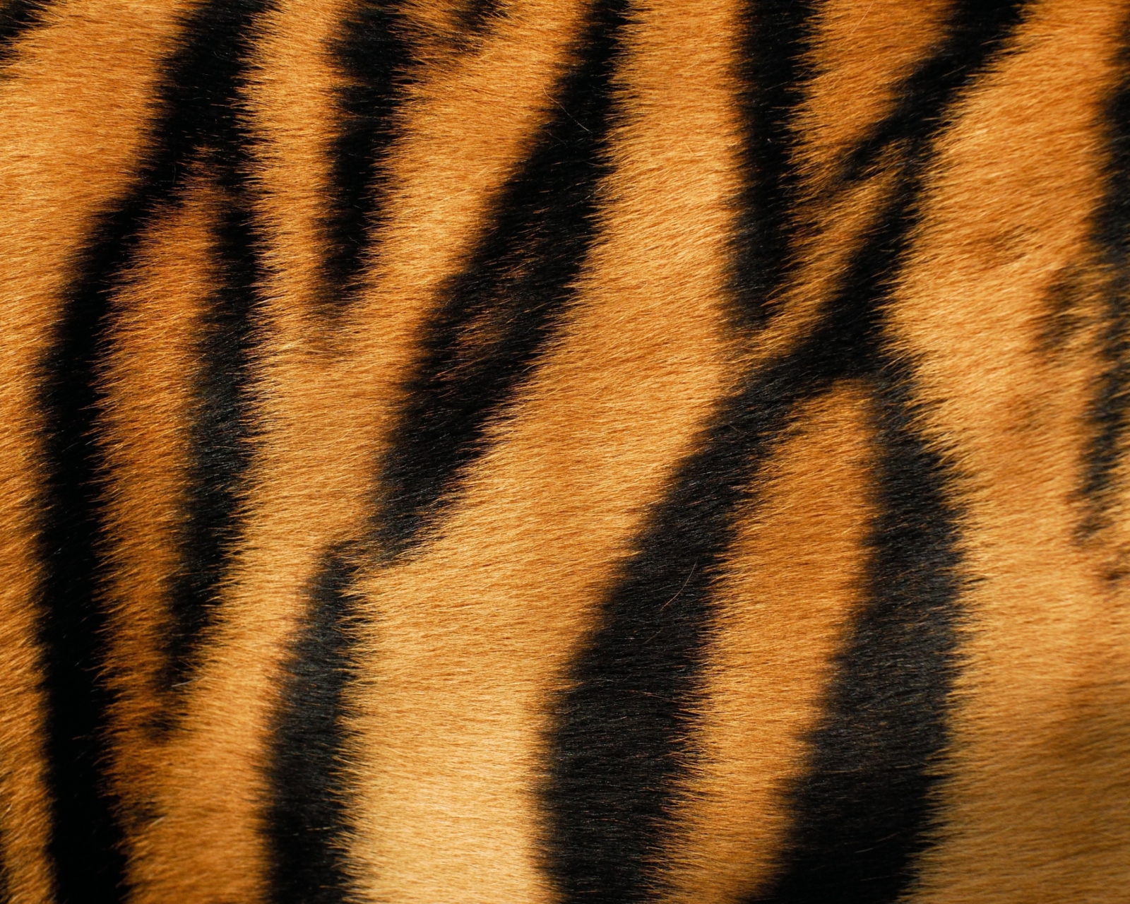 Tiger wallpaper 1600x1280