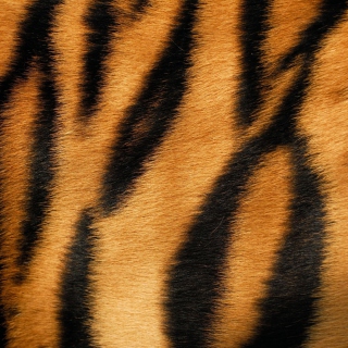 Tiger - Obrázkek zdarma pro 208x208