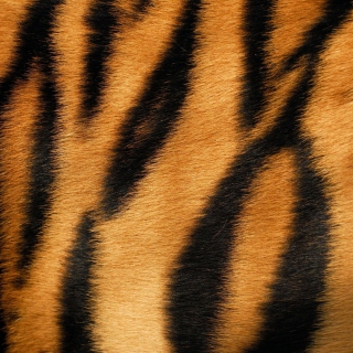 Free Tiger Picture for 208x208