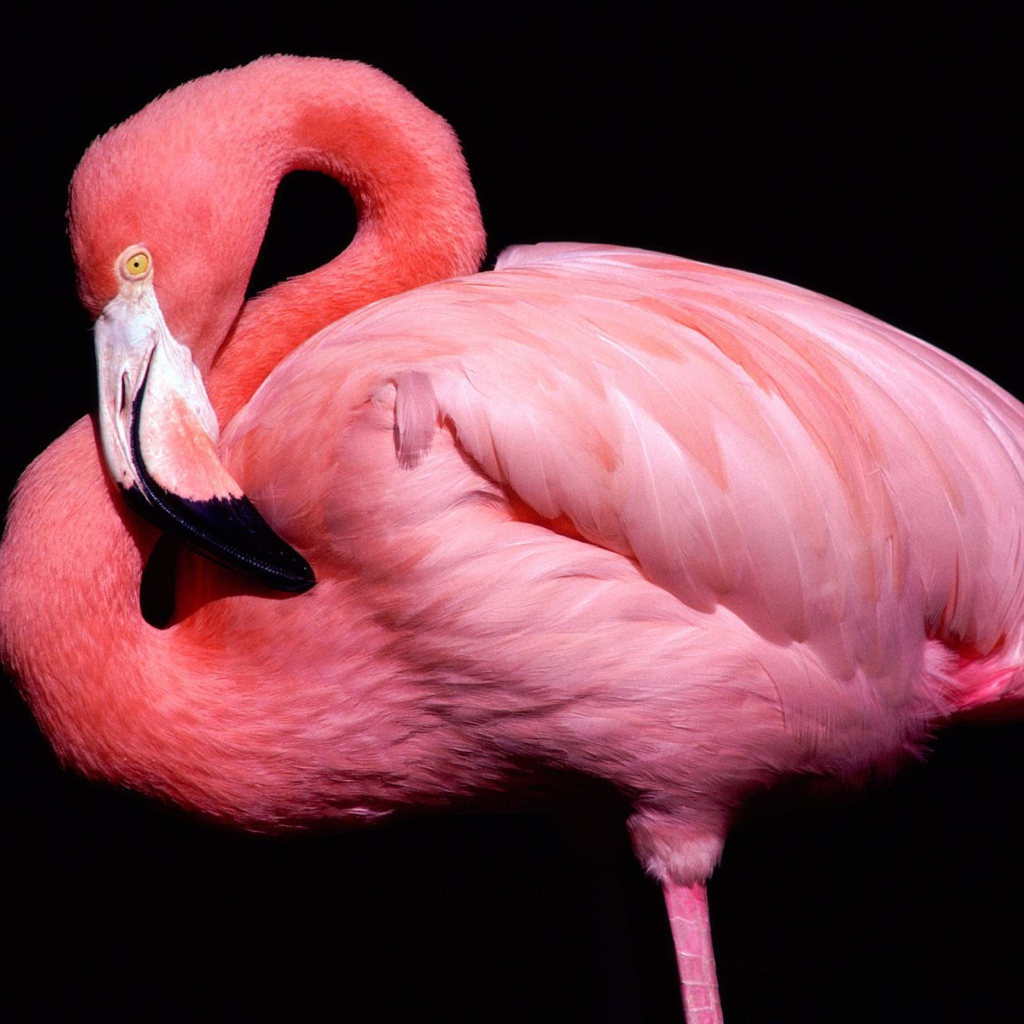 Fondo de pantalla Pink Flamingo Posing 1024x1024