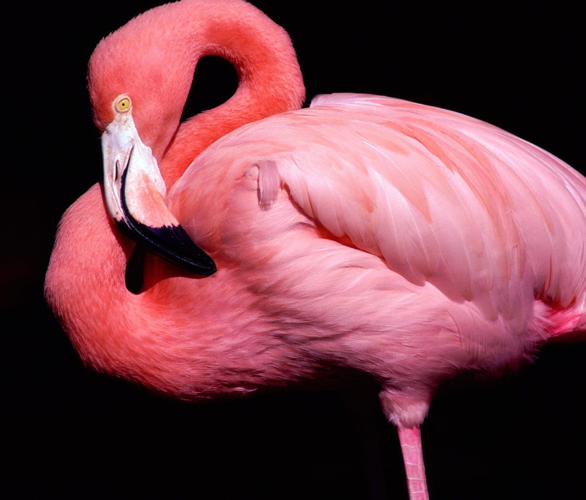 Sfondi Pink Flamingo Posing 1200x1024