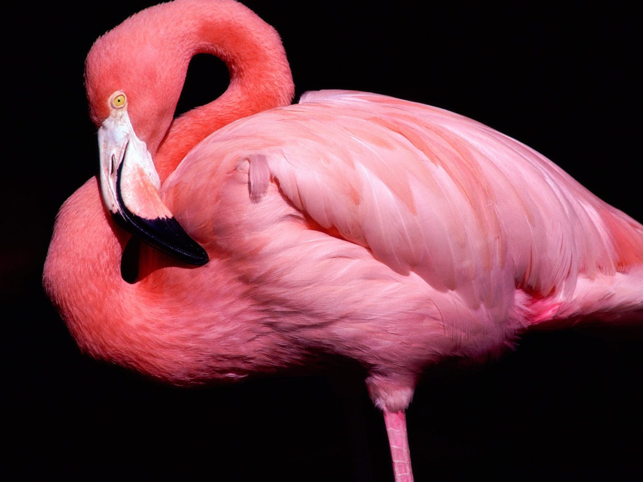 Обои Pink Flamingo Posing 1280x960