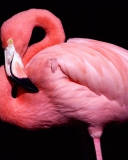 Обои Pink Flamingo Posing 128x160