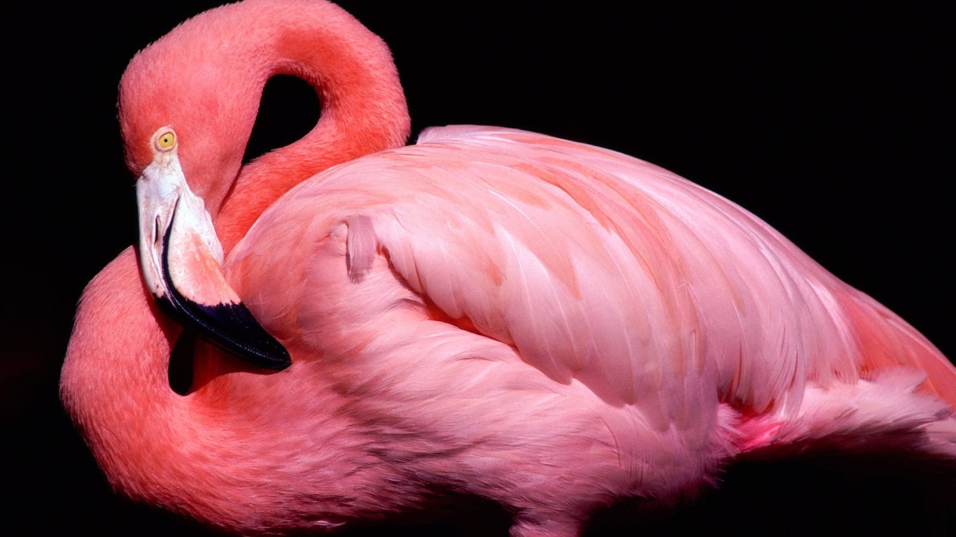 Обои Pink Flamingo Posing 1366x768