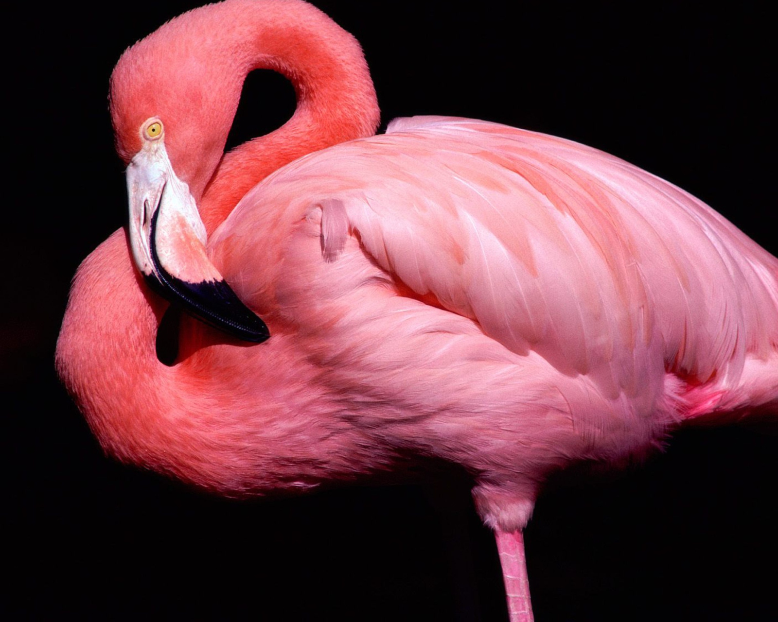 Обои Pink Flamingo Posing 1600x1280