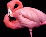 Fondo de pantalla Pink Flamingo Posing 176x144