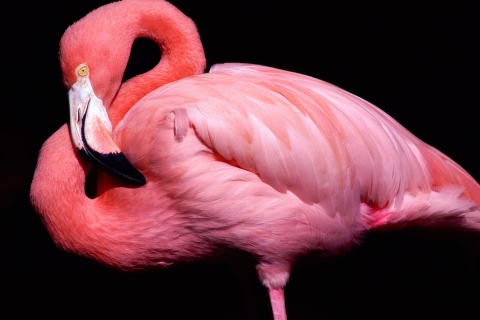 Fondo de pantalla Pink Flamingo Posing 480x320