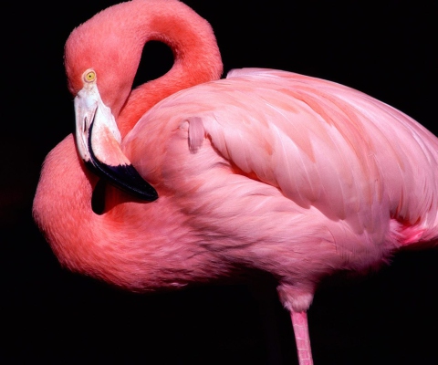 Screenshot №1 pro téma Pink Flamingo Posing 480x400