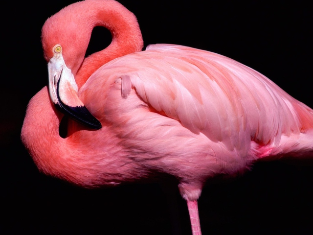 Sfondi Pink Flamingo Posing 640x480